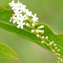 Fiddlewood Tree(Brindhavan Champa) - Avenue Trees - Exotic Flora