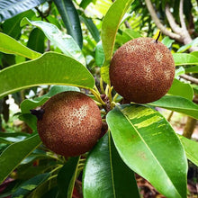 Chickoo Variegata(Grafted) - Fruit Plants & Tree - Exotic Flora