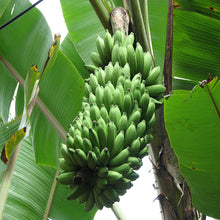 Banana Amruthapali - Fruit Plants & Tree - Exotic Flora