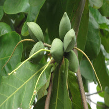 Indian Almond-Avenue Trees