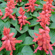 Salvia Pink - SEASONALS