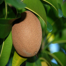 Chikoo-Pala(Grafted)- Fruit Plants & Tree - Exotic Flora
