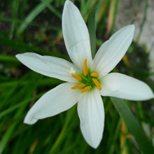 Rain lily White - Flowering Plants