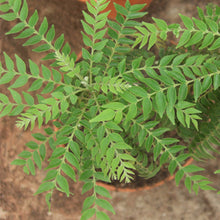Thaiwan Curry Leaf - Herbs