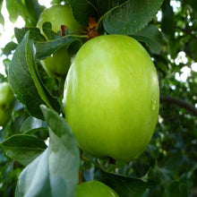 Apple Green (Grafted) - Fruit Plants & Tree - Exotic Flora