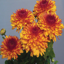 Chrysanthemum Orange - SEASONALS - Exotic Flora