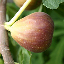 Fig-Puna-Fig(Grafted)- Fruit Plants & Tree - Exotic Flora