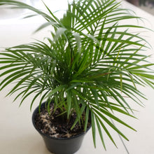 Chamaedorea Seifrizii Or Bamboo Palm - Indoor Air-Purifying - Exotic Flora