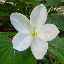 Bauhinia Dwarf White- Flowering Shrubs - Exotic Flora