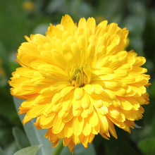 Calendula Yellow- SEASONALS - Exotic Flora