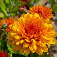 Chrysanthemum Orange - SEASONALS - Exotic Flora