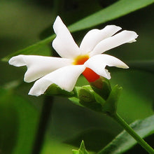 Coral Jasmine - Avenue Trees - Exotic Flora