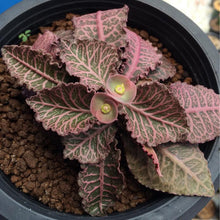 Euphorbia Francoisii Dark Red -Succulents - Exotic Flora