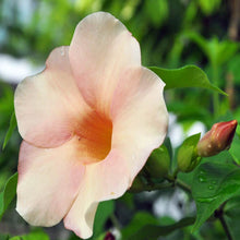 Allamanda biscuit - Flowering Shrubs - Exotic Flora
