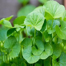 Brahmi Big Leaved - Indoor Plants - Exotic Flora