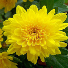 Chrysanthemum Yellow - Indoor Air-Purifying - Exotic Flora