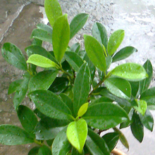 Ficus Panda -Ornamental Shrubs - Exotic Flora