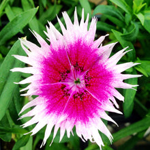 Dianthus Pink-White - SEASONALS - Exotic Flora