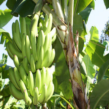 Banana-Tc Green - Fruit Plants & Tree - Exotic Flora