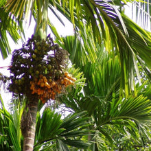 Betel Nut Palm Or Areca Nut Palm - Fruit Plants & Tree - Exotic Flora