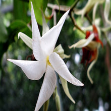 Echites - Creepers & Climbers - Exotic Flora