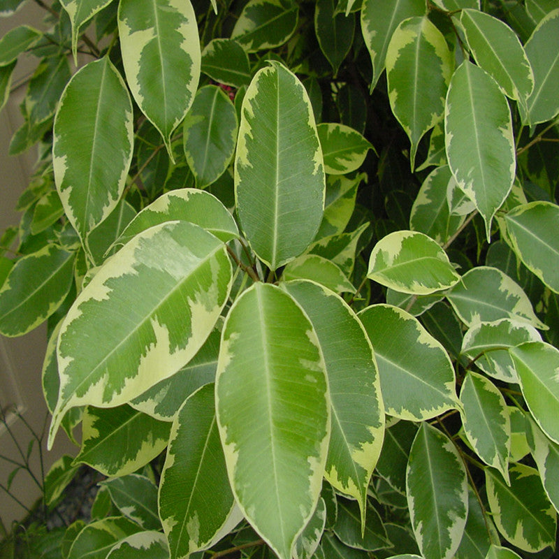 Ficus Bushy King- Ornamental Shrubs– Exotic Flora