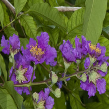 Lagerstroemia Purple / Crape Myrtle Purple - Avenue Trees
