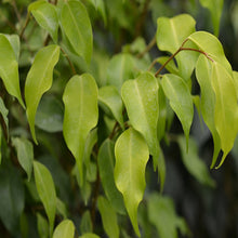 Ficus Benjamina Gold - Ornamental Shrubs - Exotic Flora