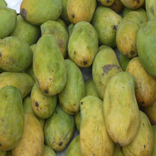 Mango cherukurasam (Grafted)- Big Size Plants