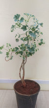 Aralia Snow Top - Indoor Plants