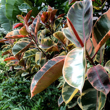 Ficus Elastica Red - Ornamental Shrubs - Exotic Flora