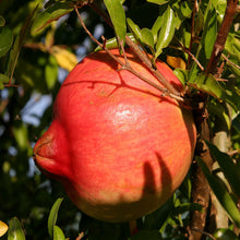 Anar Ganesh(Grafted)- Fruit Plants & Tree - Exotic Flora