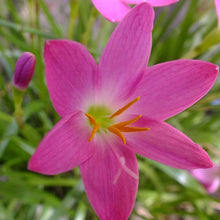Rain lily Pink- Flowering Plants