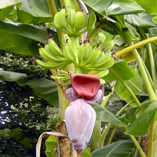 Banana Curry Musa Sapiantum - Fruit Plants & Tree - Exotic Flora