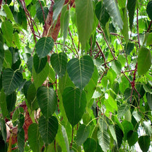 Ficus Religiosa/Peepal Tree - Avenue Trees - Exotic Flora