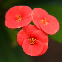 Euphorbia milii/Crown Of Thorns New Hybrids Red- Cacti & Succulant - Exotic Flora