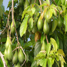Avocado -Big Size Plants - Exotic Flora