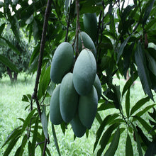 Mango Sugar Candy (Grafted) - Big Size Plants