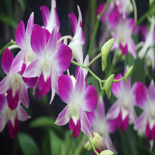 Dendrobium Orchid- Purple- Flowering Plants - Exotic Flora