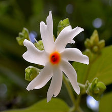 Coral Jasmine - Avenue Trees - Exotic Flora