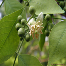 Bilva - Avenue Trees - Exotic Flora
