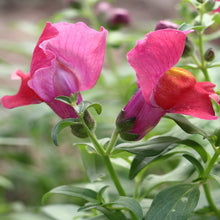 Antirrhinum Pink- SEASONALS - Exotic Flora