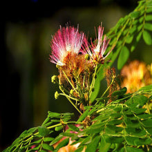 Rain tree / Samania saman / Albizzia saman / Siris Tree - Avenue Trees