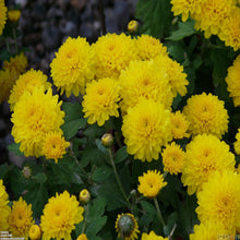 Chrysanthemum Yellow - Indoor Air-Purifying - Exotic Flora