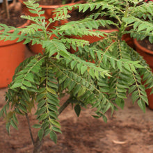 Thaiwan Curry Leaf - Herbs