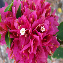 Bougainvillea Dwarf - Flowering Shrubs - Exotic Flora