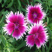 Dianthus Pink-White - SEASONALS - Exotic Flora