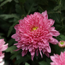 Chrysanthemum Pink - SEASONALS - Exotic Flora