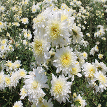 Chrysanthemum White - SEASONALS - Exotic Flora
