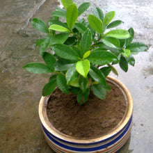 Ficus Panda -Ornamental Shrubs - Exotic Flora